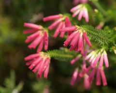 Tapeta Nature Flowers 282.jpg